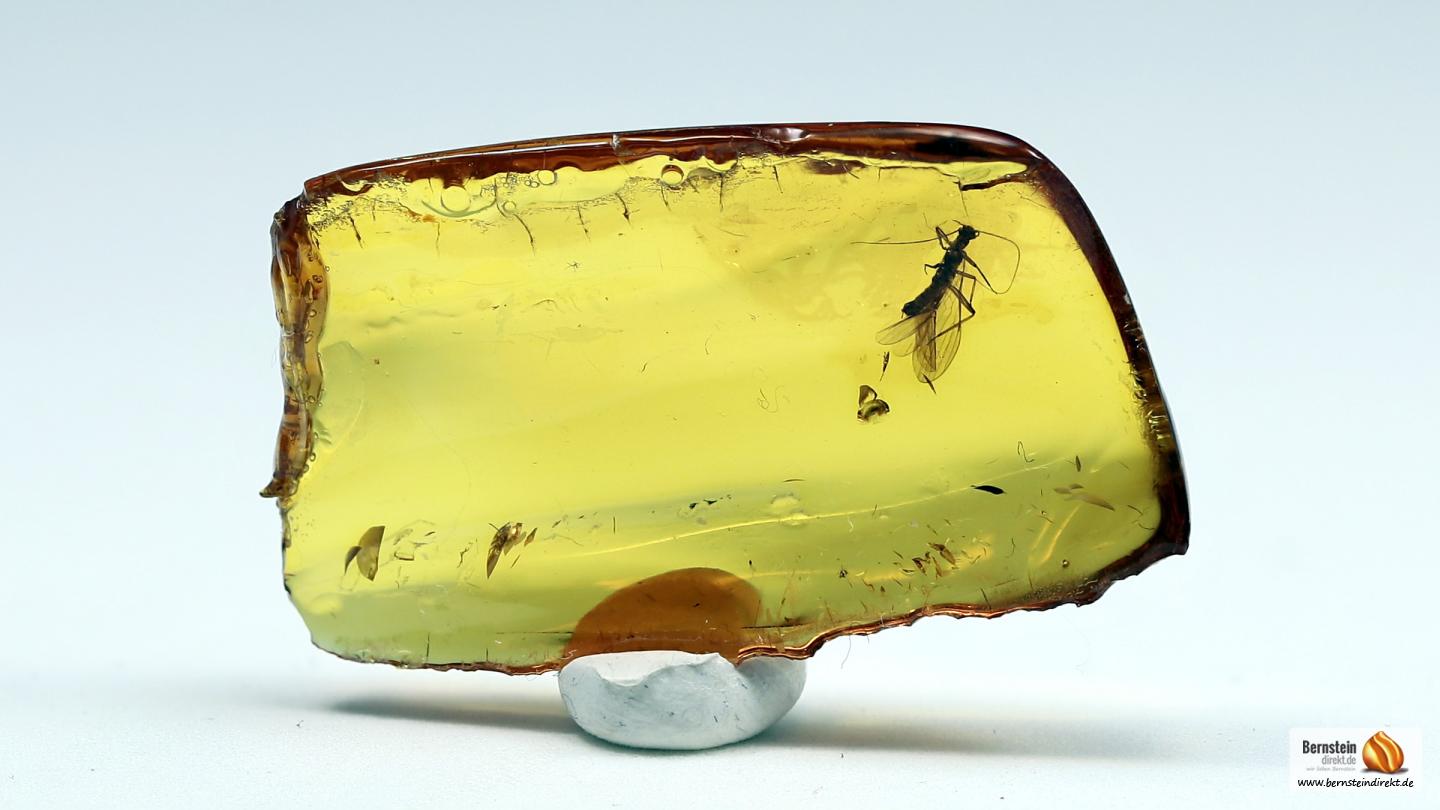 Steinfliege (Leuctridae) als Inkluse, Steinfliege als Einschluss im